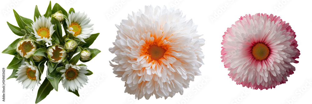 Poster the image features a solitary daisy flower set against a transparent background, generated by ai