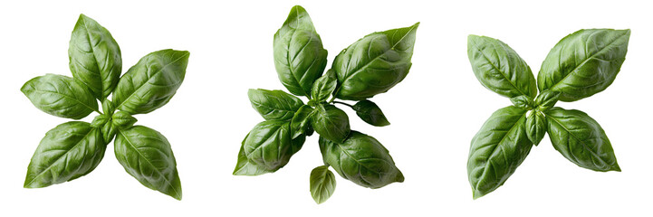 On a transparent background, an isolated fresh green basil leaf is depicted, a product of generative AI