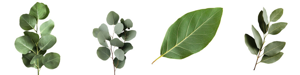 Stock rendering of a single eucalyptus leaf on a transparent background