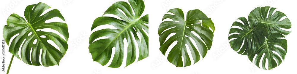 Poster An isolated Monstera leaf is shown on a transparent background, generated using advanced AI technology