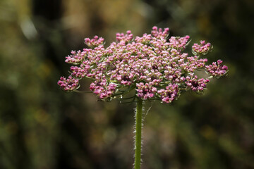 Pink colored fluffy flower. Flower background.