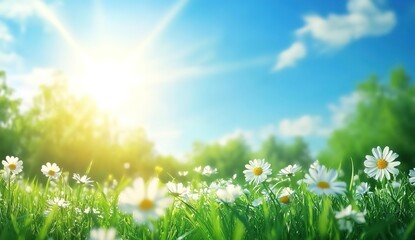 Fototapeta premium A vibrant meadow filled with white daisies under a bright blue sky, golden sunlight streaming through with lens flares, lush green grass and trees in the background