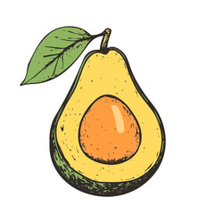 A hand-drawn colorful sliced Avocado. Trendy abstract minimal style. Natural fresh Dill. Vector illustration isolated on white