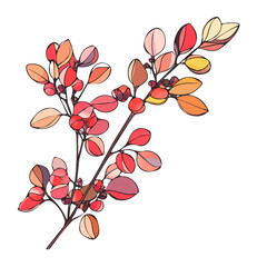 A hand-drawn colorful Barberry. Trendy abstract minimal style. Natural fresh Dill. Vector illustration isolated on white