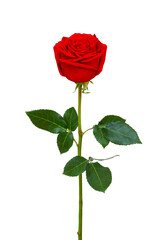 Single beautiful red rose on a white background.
