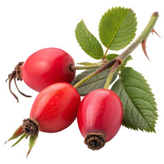 Rosehips: Benefits & Uses