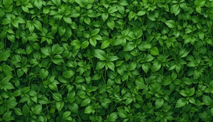 Lush green leaves nature plant texture outdoor close-up freshness