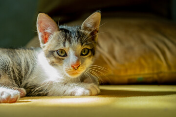 Adorable close-up of a young kitten resting on a yellow surface while basking in sunlight. Its gentle gaze and soft light create a cozy and warm atmosphere, reflecting innocence and comfort.