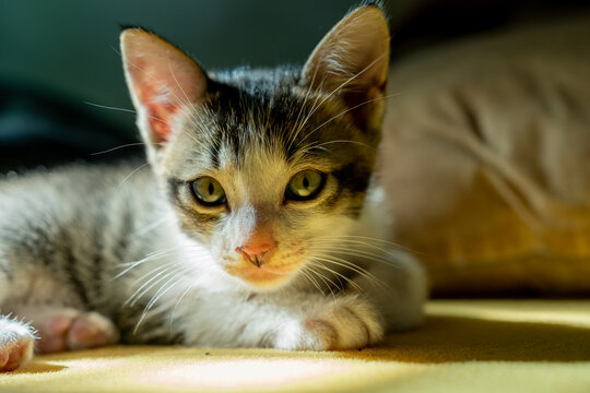 Charming young tabby cat lying comfortably on a yellow surface, enjoying a warm, golden sunlight. Captures the serene and adorable nature of the feline in a calm indoor setting.