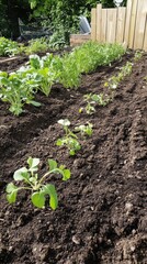Rich soil in garden beds showcasing newly sprouted seedlings under a vibrant sun