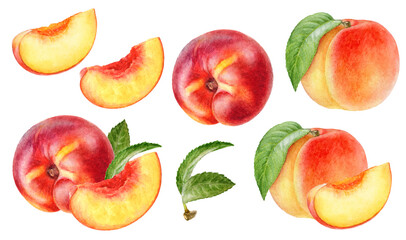 Hand-Painted Watercolor Peaches and Nectarines Botanical Illustration Isolated on White