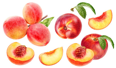 Hand-Painted Watercolor Peaches and Nectarines Botanical Illustration Isolated on White