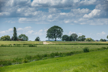 Obraz premium Lush green fields under a bright sky with fluffy clouds and a solitary tree in the distance, showcasing rural tranquility in summer