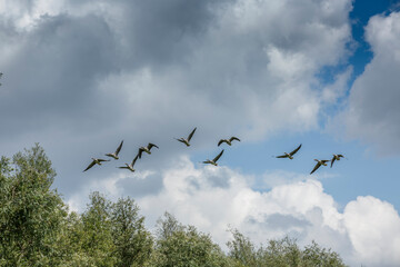 Flock of birds flying across a blue sky with clouds over a green landscape during daylight hours