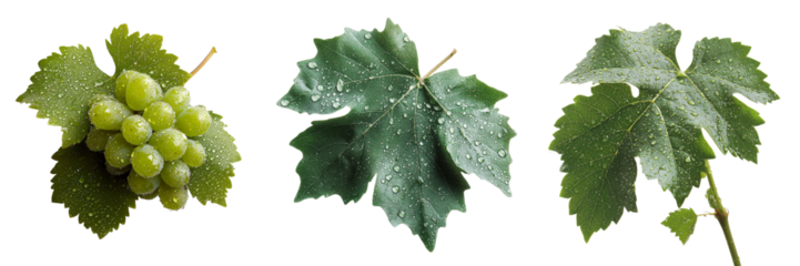 On a transparent background, a single green grape leaf is depicted, generated using Generative Ai technology