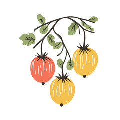 Hand-drawn colorful branch of Gooseberry. Trendy abstract minimal style. Natural fresh. Vector illustration isolated on white background, vector illustration