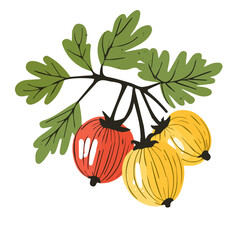 Hand-drawn colorful branch of Gooseberry. Trendy abstract minimal style. Natural fresh. Vector illustration isolated on white background, vector illustration