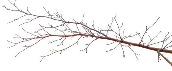 Obraz premium Isolated bare branches against a pure white backdrop, stark, backdrop