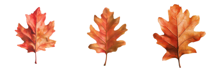 Generative Ai has produced an image of a single orange autumn leaf isolated on a clear background