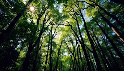 Fototapeta premium Sun-dappled high trees in Brussels forest, vibrant green canopy, sunrays, leaves
