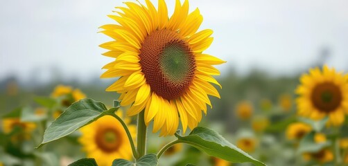 Fototapeta premium Tall sunflower with large, vibrant yellow flower head, fully mature, green leaves, closeup, floret