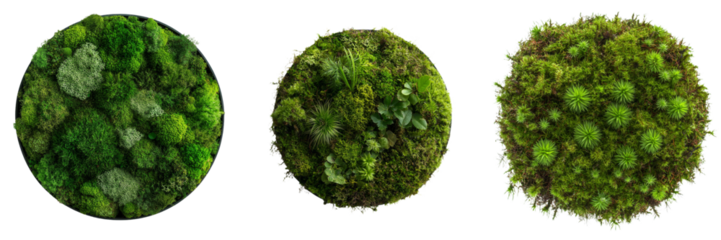 On a clear background, a lone patch of green moss is visible, produced using advanced Generative Ai methods