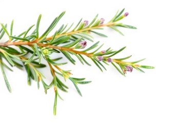 Fototapeta premium A sprig of rosemary with delicate leaves and fragrant buds, isolated on pure white, backdrop, image