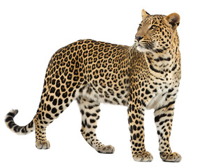 leopard on a white background