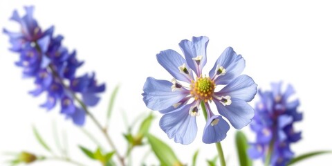 Obraz premium Vibrant bluebonnet flower isolated on pure white, purple, spring