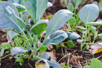 Kale in the organic garden