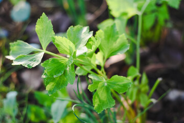 Celery leaves in the garden