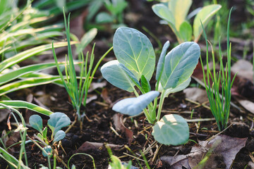 Kale in the organic garden