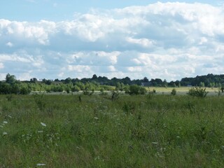 Lush green meadow under a bright, cloudy sky. Distant trees line the horizon. Summer landscape with wild grasses 