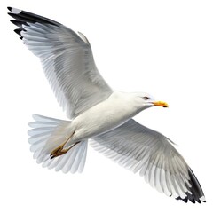 Obraz premium A Graceful Seagull In Majestic Flight, Soaring Effortlessly Against A Bright White Backdrop With Sharply Detailed Feathers And Wings on White Background