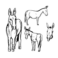 Hand-drawn donkey. Vector sketch  illustration.