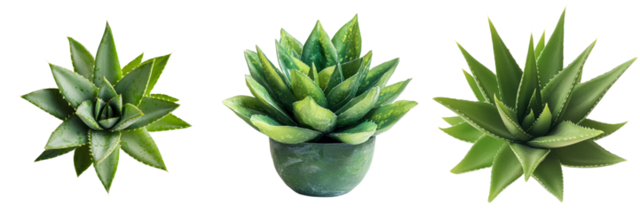 An Aloe Vera Plant on a transparent background was generated using advanced Generative Ai technology