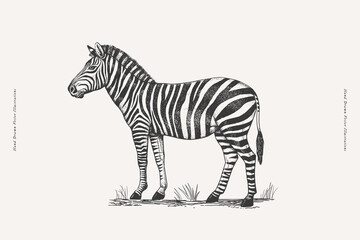 Zebra standing on grass. Hand-drawn black and white vintage engraving-style vector illustration. Wildlife and safari animal sketch for design and print.