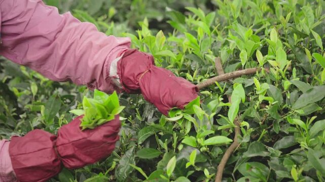 Close up of Tea garden worker woman picking or harvesting tea leaves by hand wearing gloves