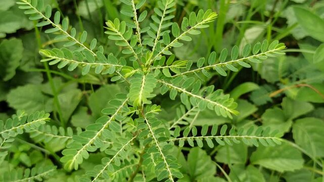 Chanca piedra grows with delicate green leaves and tiny clustered flowers, known for its traditional herbal benefits and natural beauty.