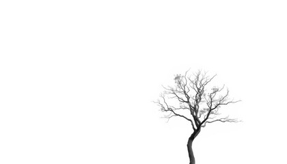 Fototapeta premium A solitary tree, branches reaching skyward, stark white background, isolated, illustration