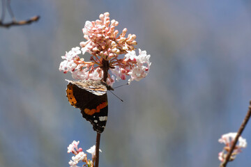 Red admiral butterfly (Vanessa Atalanta) perched on a white flower in Zurich, Switzerland