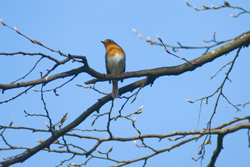 European robin (Erithacus rubecula) sitting on a tree branch in Zurich, Switzerland