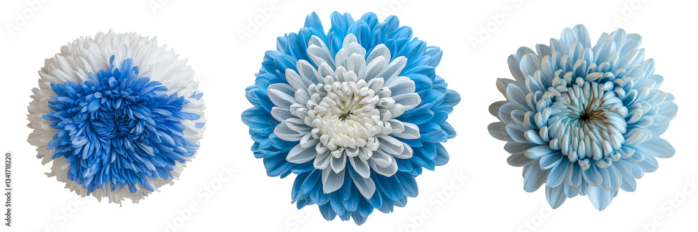 Aufkleber generative ai has generated an image of a blue chrysanthemum flower standing alone on a transparent 