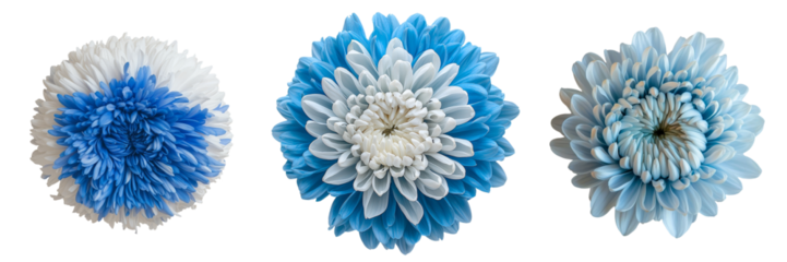 Generative Ai has generated an image of a blue chrysanthemum flower standing alone on a transparent background