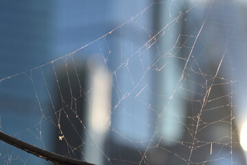 the urban web