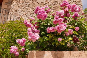 Mur fleuri au printemps