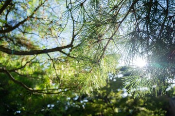 햇빛 비치는 소나무