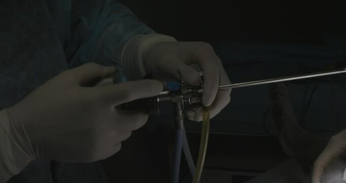 A veterinarian carefully prepares and inserts a cystoscope, a specialized medical instrument, into a cat's bladder for a thorough internal examination. Cystoscopy in a cat.
