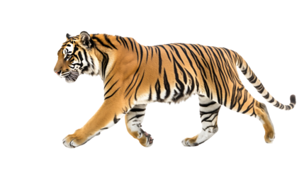 A strong tiger walks toward the left side quietly