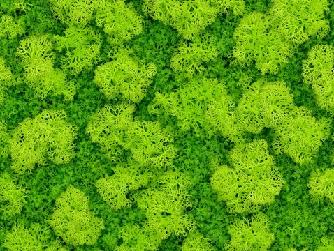 moss